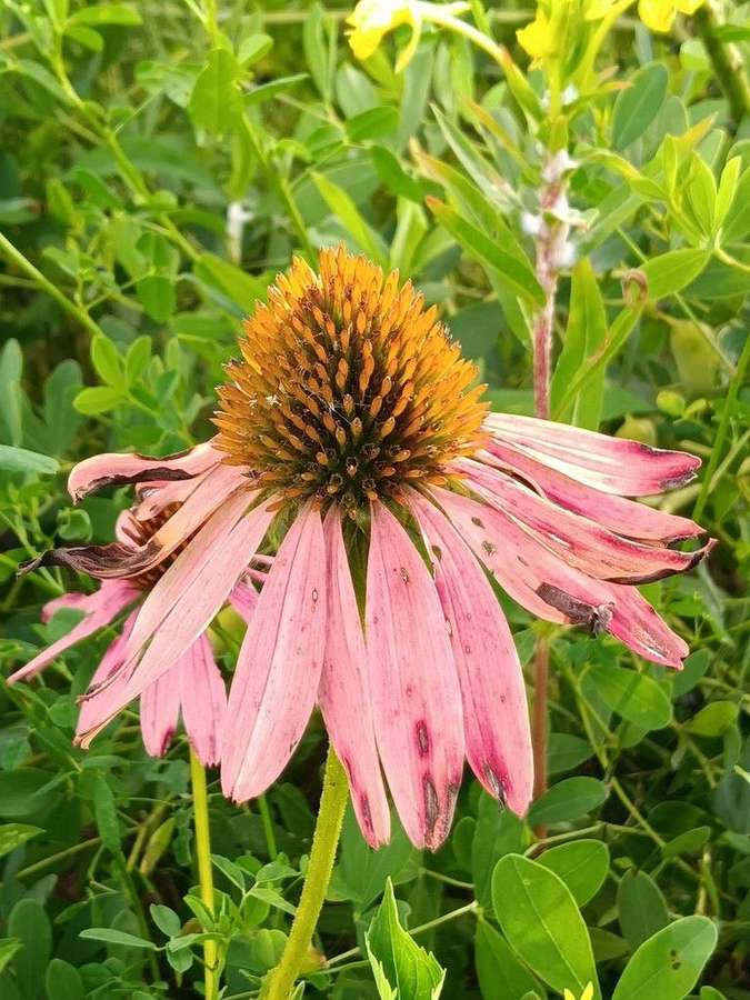 Purple Coneflower in flower