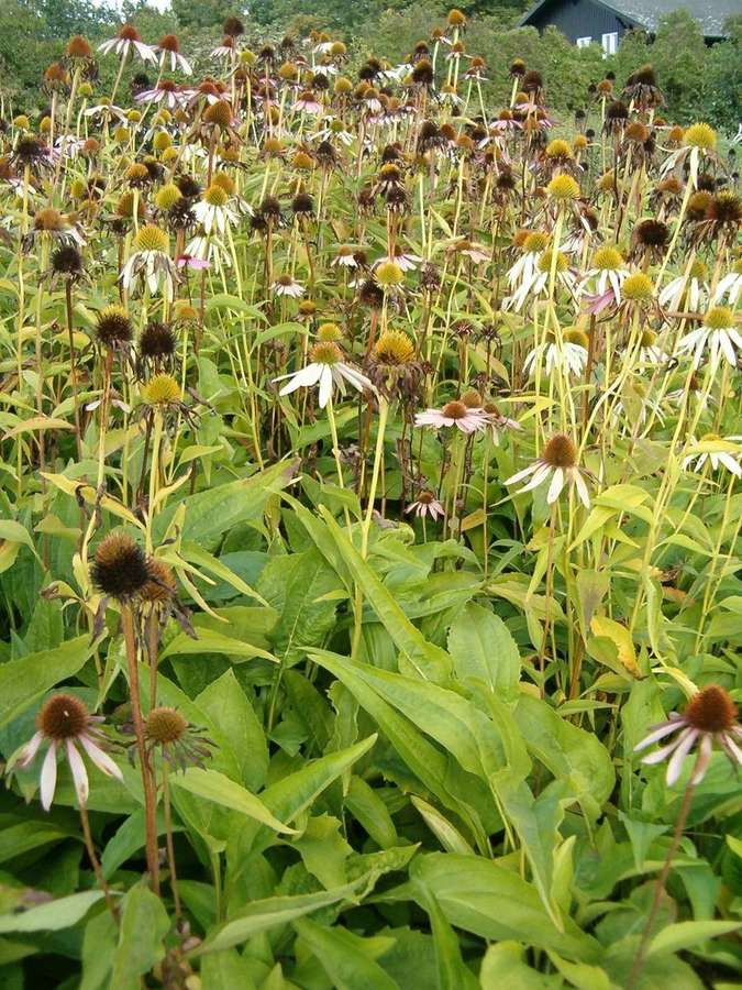 Purple Coneflower (Echinacea purpurea)