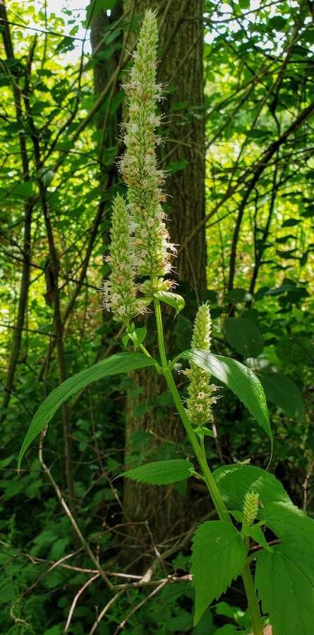 Purple Giant Hyssop (Agastache scrophulariaefolia)