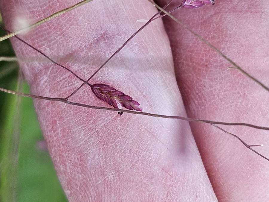 Purple Lovegrass in flower