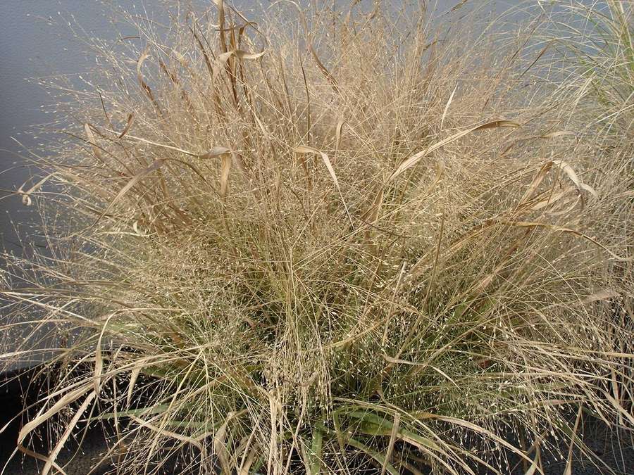 Purple Lovegrass (Eragrostis spectabilis)