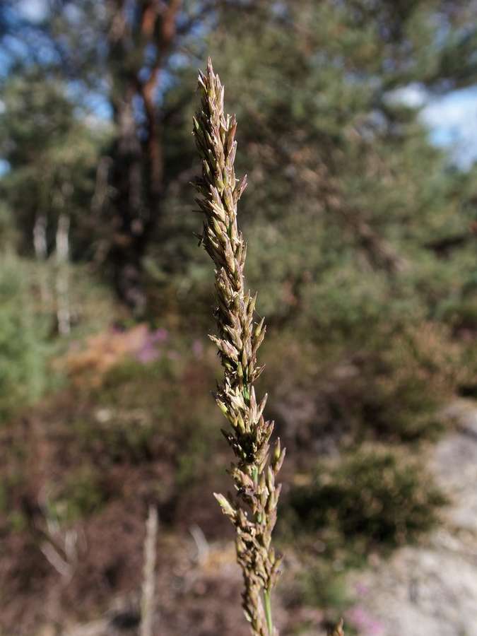 Purple Moor Grass in flower