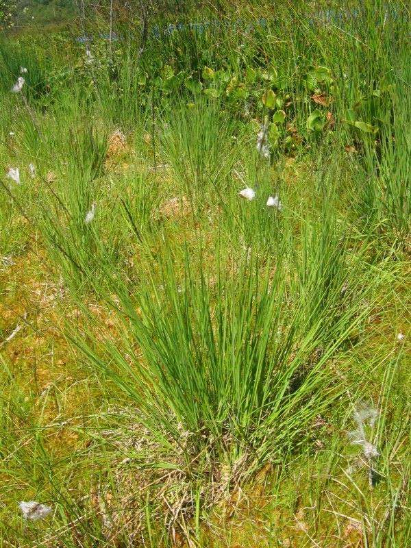 Purple Moor Grass (Molinia caerulea)