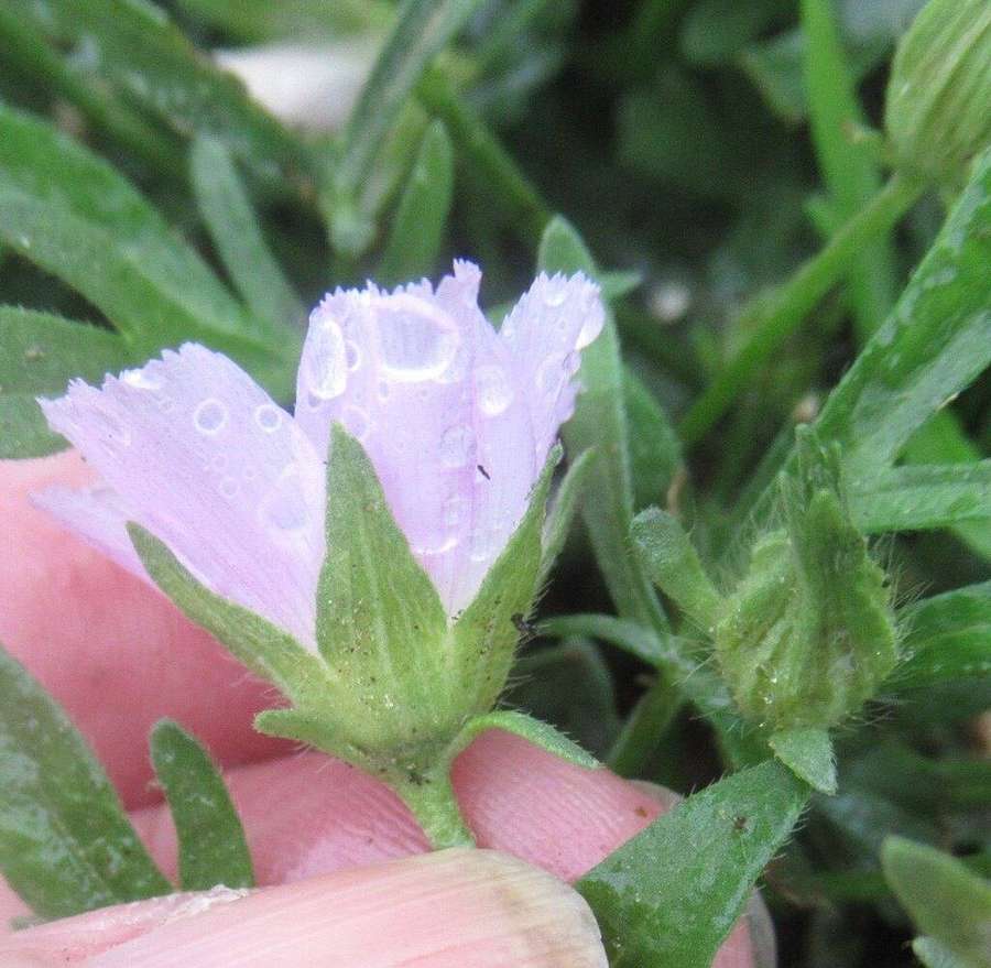 Purple Poppy Mallow (Callirhoe involucrata)