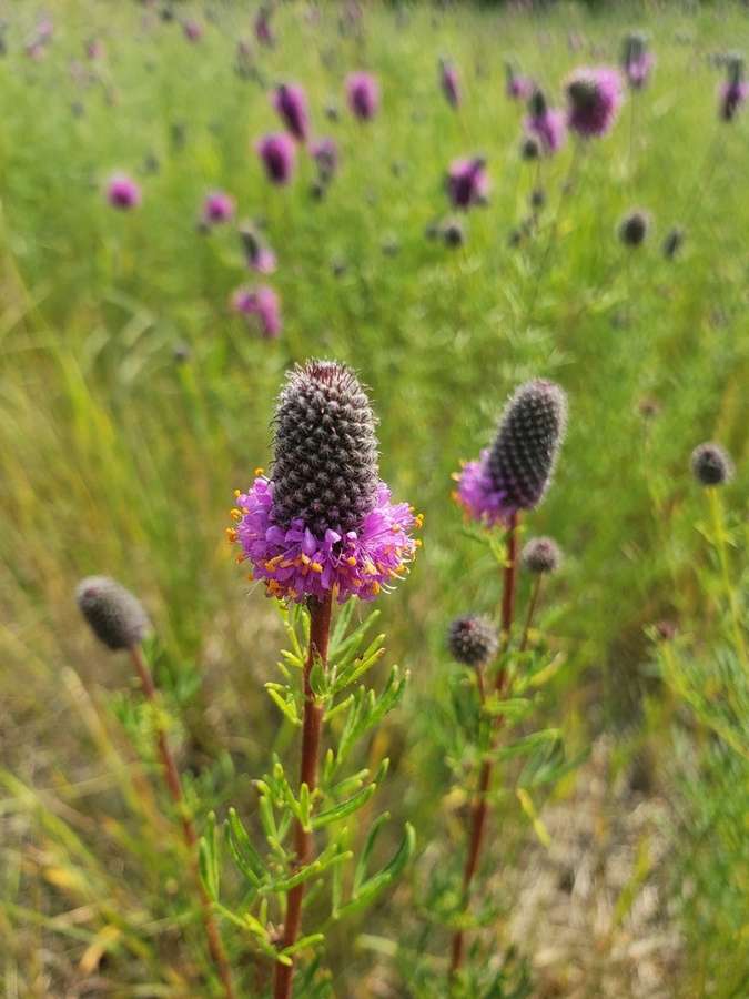 Purple Prairie Clover in flower