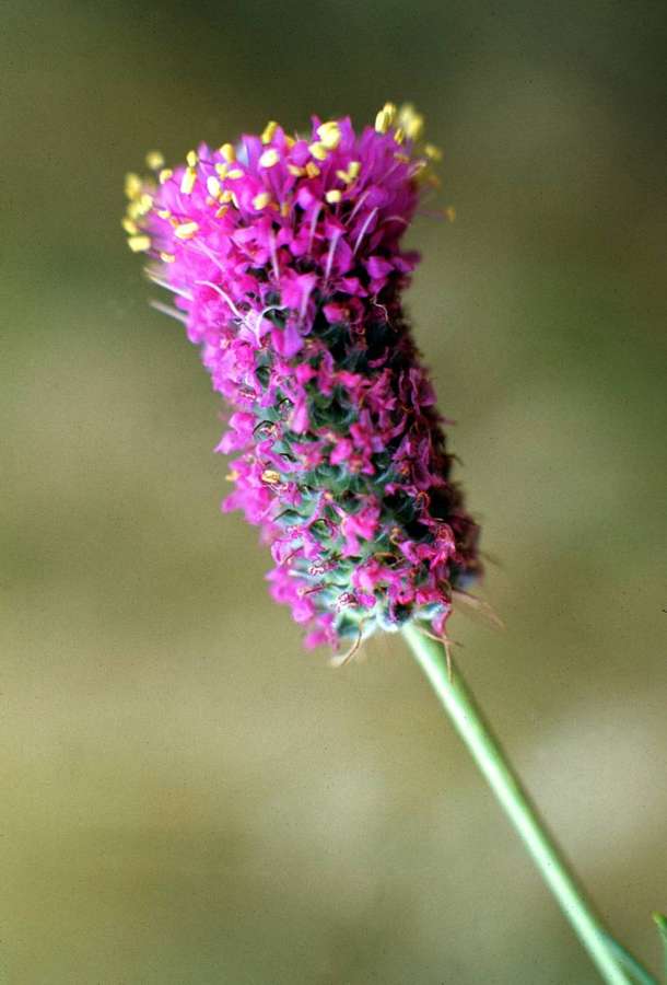Purple Prairie Clover (Dalea purpurea)