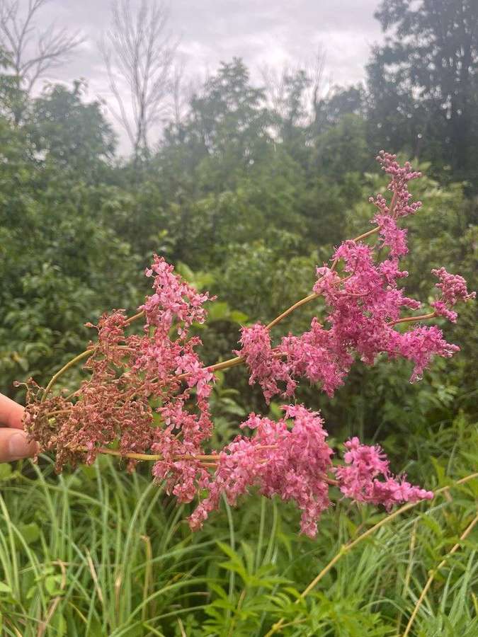 Queen of the Prairie (Filipendula rubra)