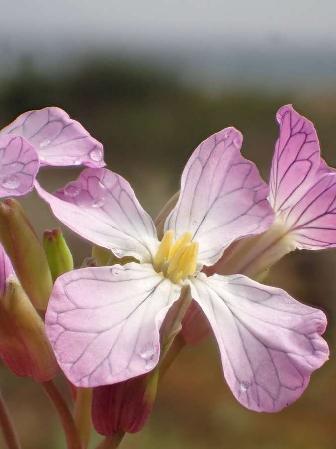 Radish in flower