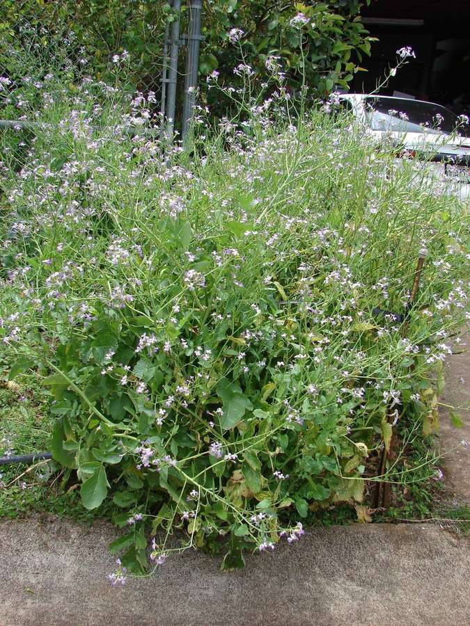 Radish (Raphanus sativus)