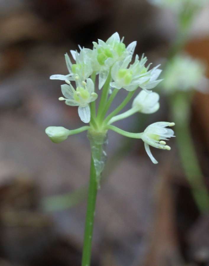 Ramps in flower