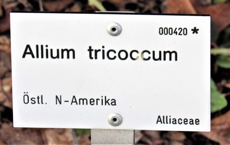 Ramps (Allium tricoccum)