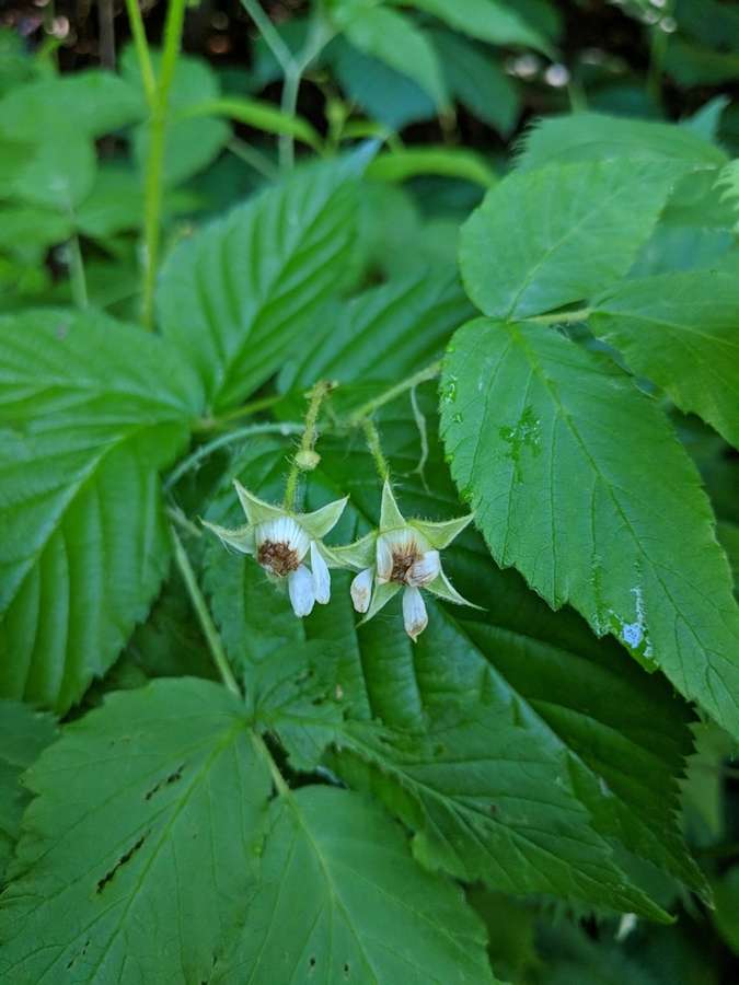 Raspberry in flower