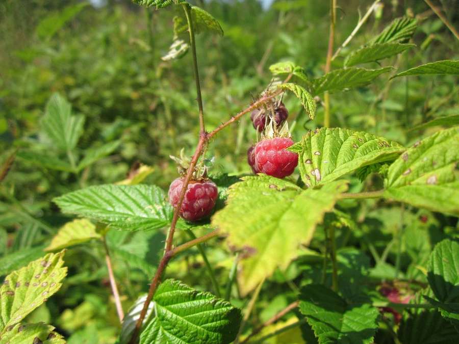 Raspberry (Rubus idaeus)
