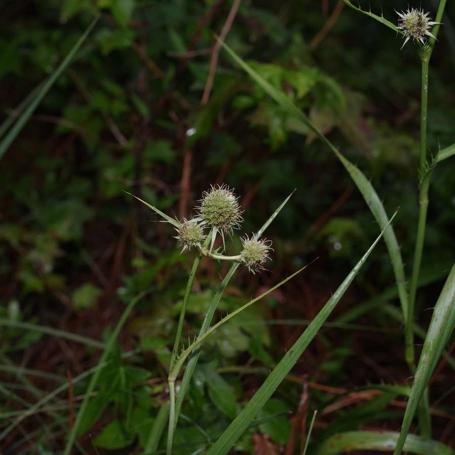 Rattlesnake Master in flower