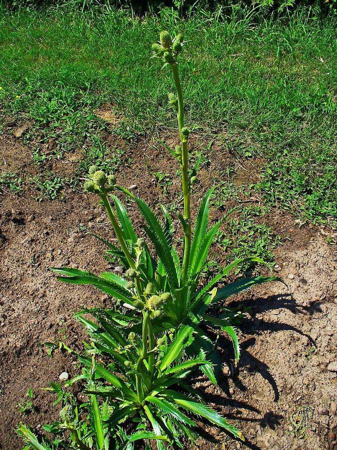 Rattlesnake Master (Eryngium yuccifolium)