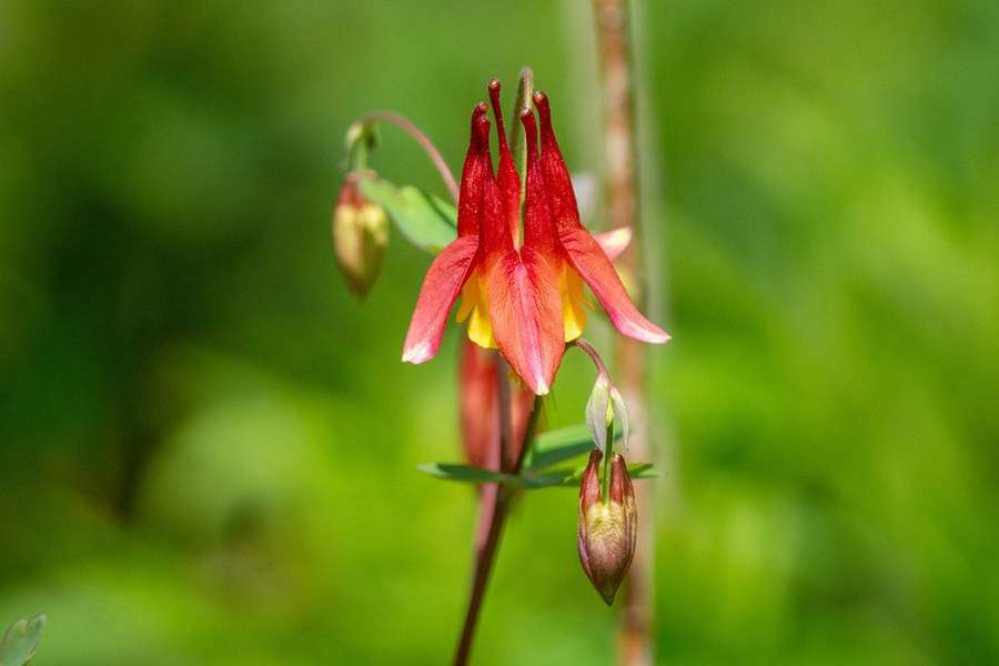Red Columbine in flower