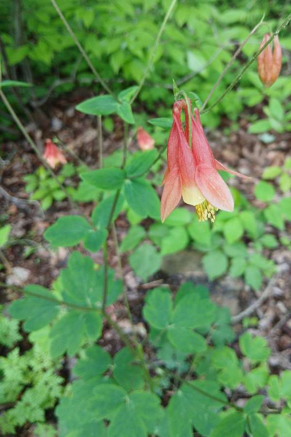 Red Columbine (Aquilegia canadensis)