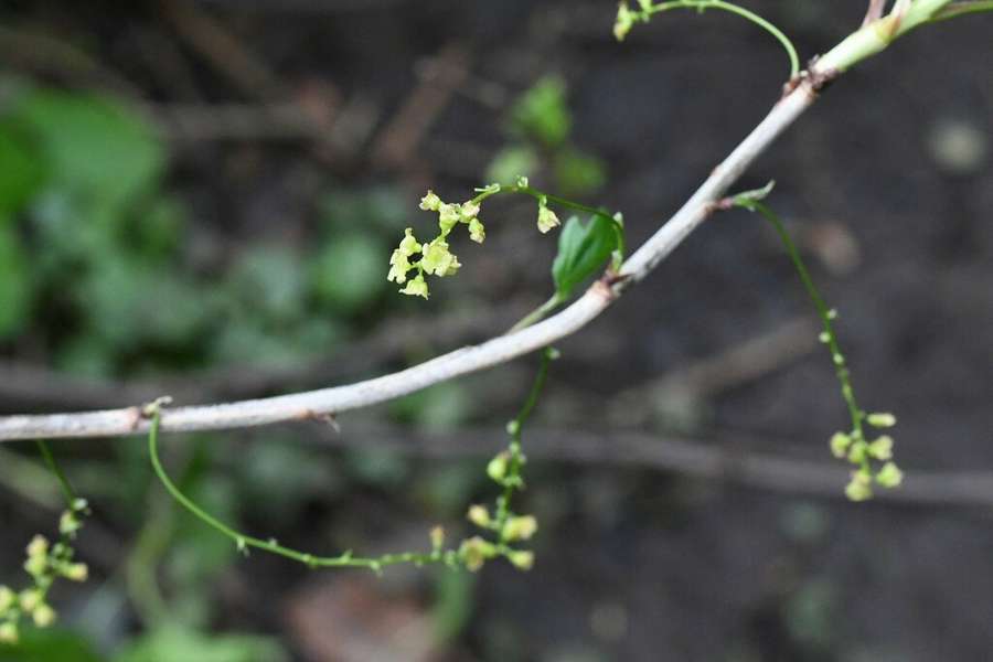 Red Currant in flower