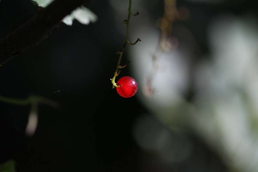 Red Currant (Ribes rubrum)