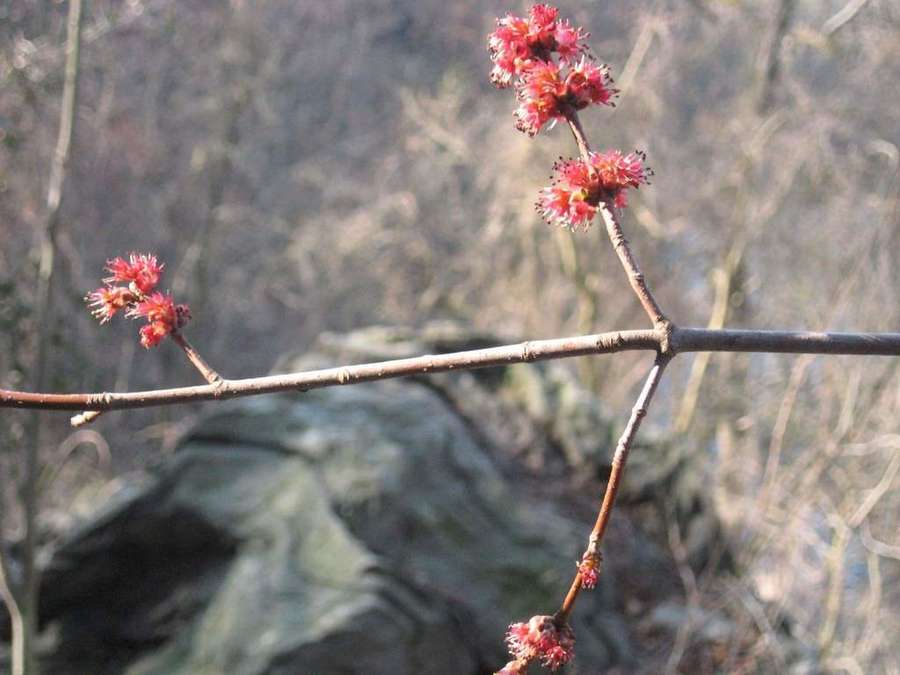 Red Maple in flower