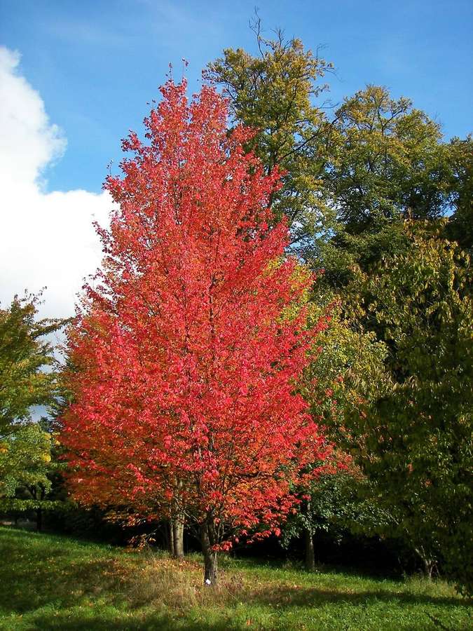 Red Maple (Acer rubrum)