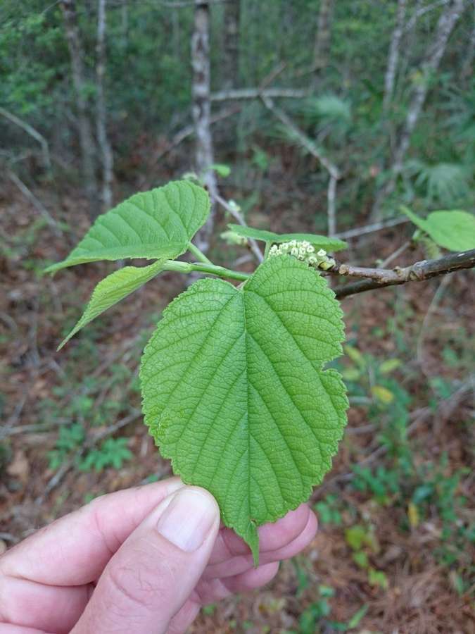 Red Mulberry in flower
