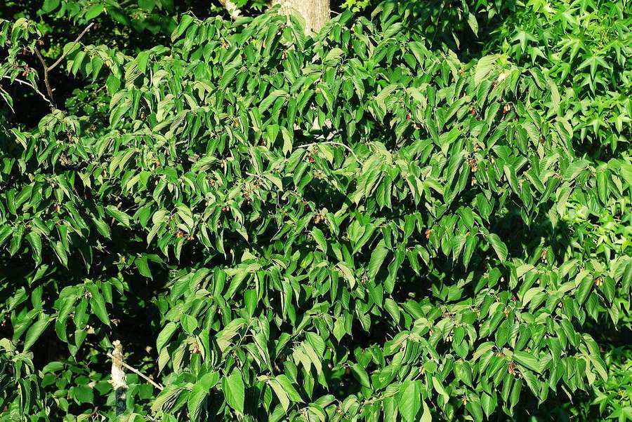 Red Mulberry (Morus rubra)
