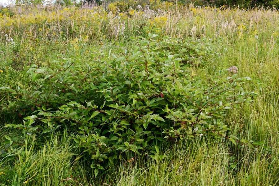 Red-Osier Dogwood in flower