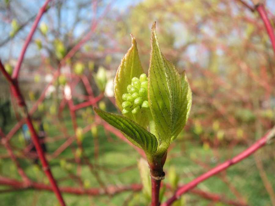 Red-Osier Dogwood (Cornus alba)
