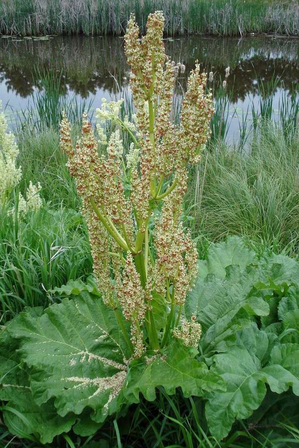 Rhubarb in flower