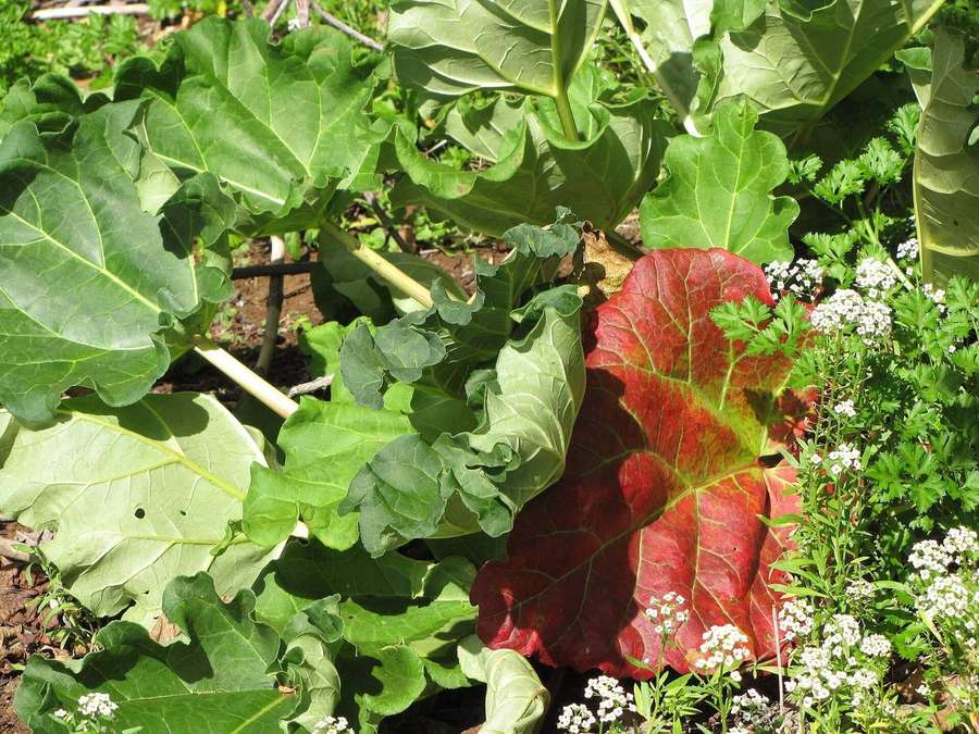 Rhubarb (Rheum rhabarbarum)