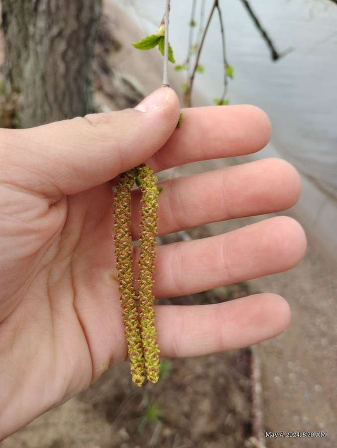 River Birch in flower