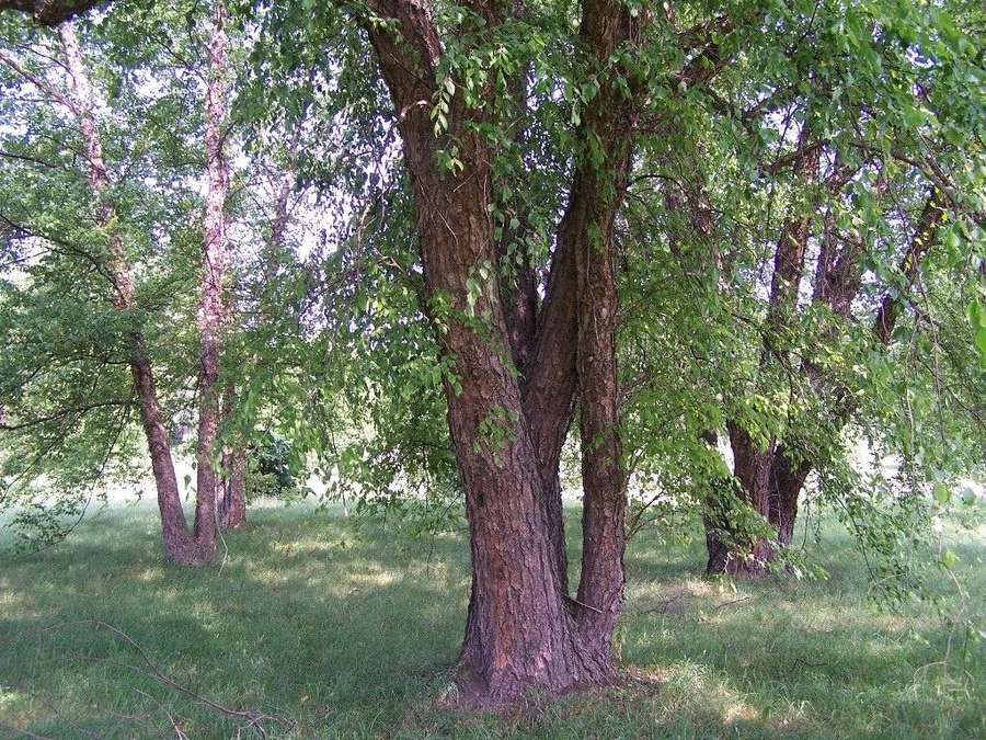 River Birch (Betula nigra)