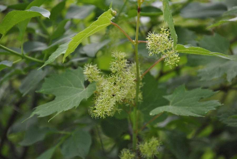 Riverbank Grape in flower