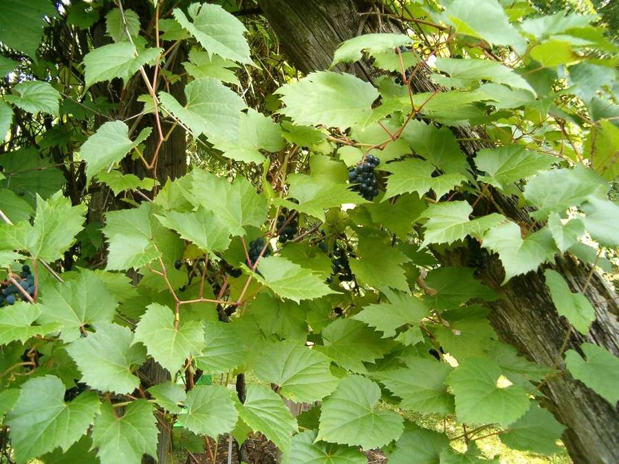 Riverbank Grape (Vitis riparia)