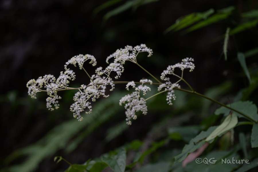Rodgersia (Rodgersia aesculifolia)