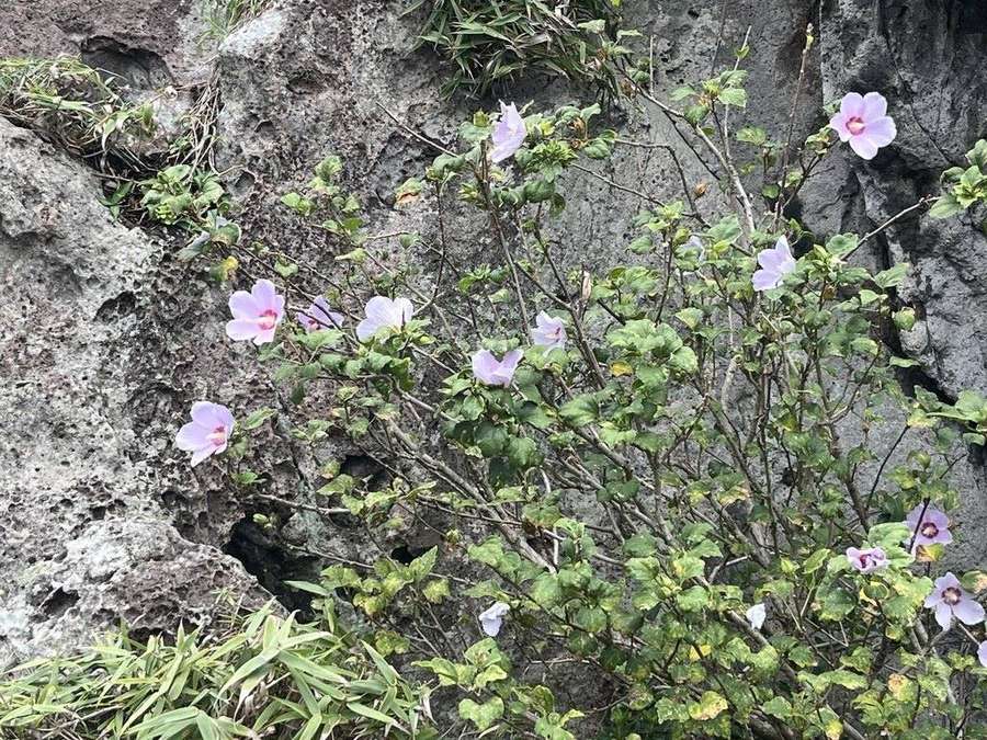 Rose of Sharon in flower