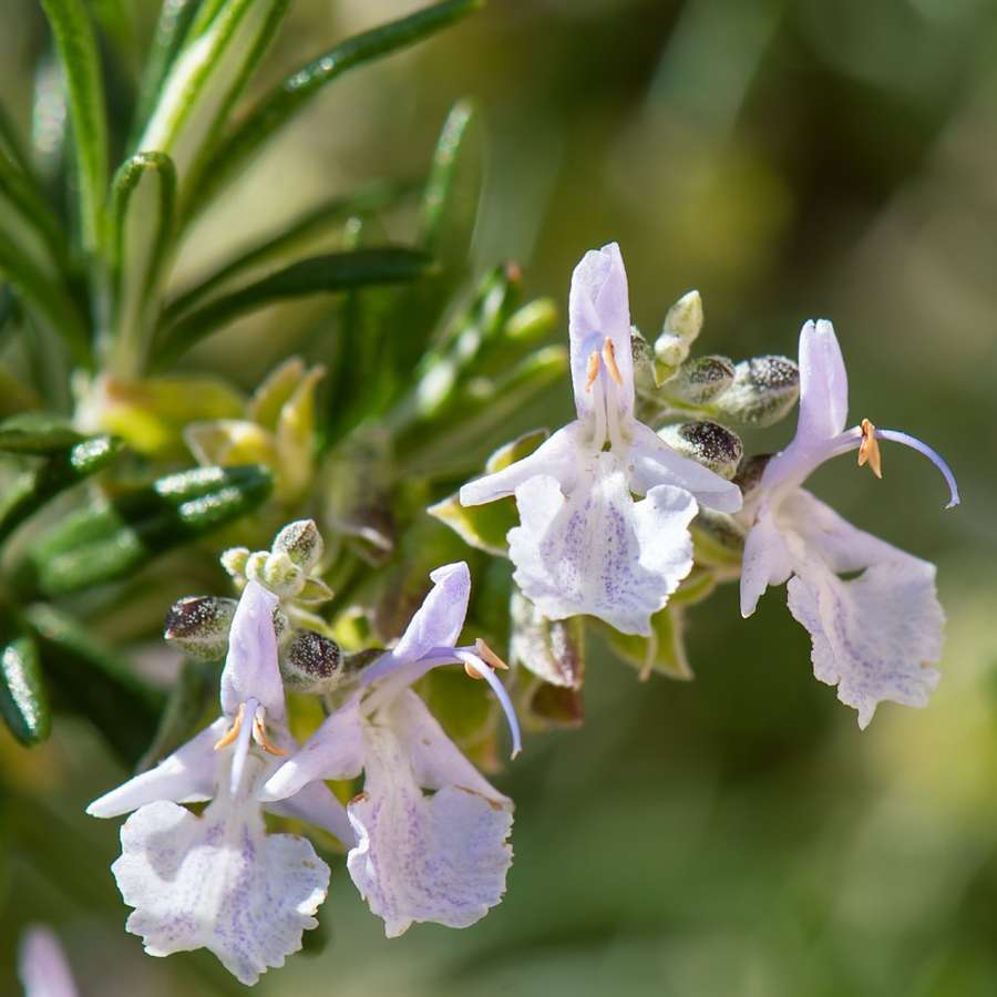 Rosemary (Salvia rosmarinus)
