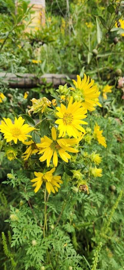 Rosinweed (Silphium integrifolium)