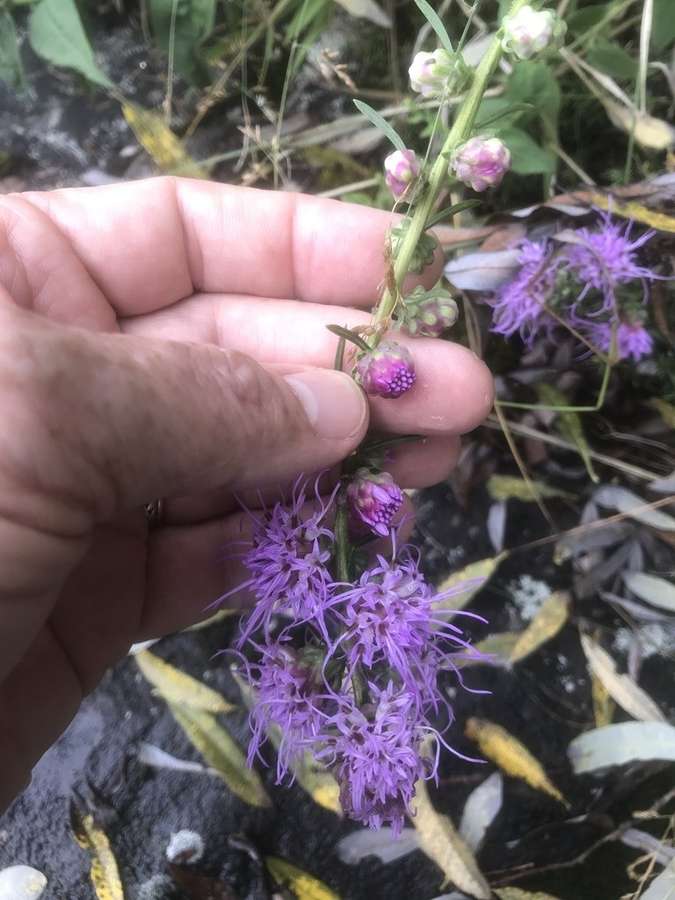 Rough Blazing Star (Liatris aspera)