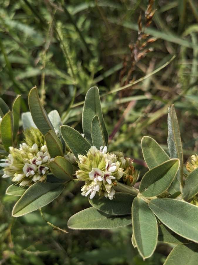Roundhead Bush Clover (Lespedeza capitata)