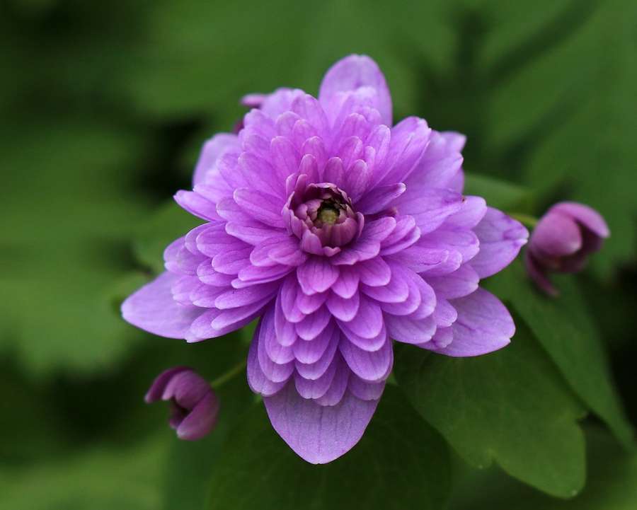 Rue Anemone (Thalictrum thalictroides)