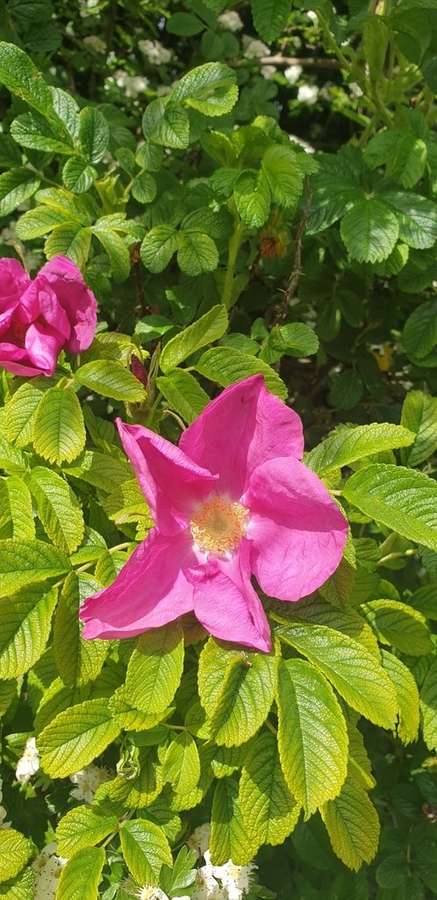 Rugosa Rose in flower