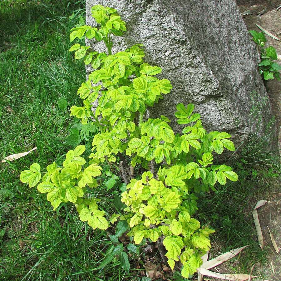 Rugosa Rose (Rosa rugosa)