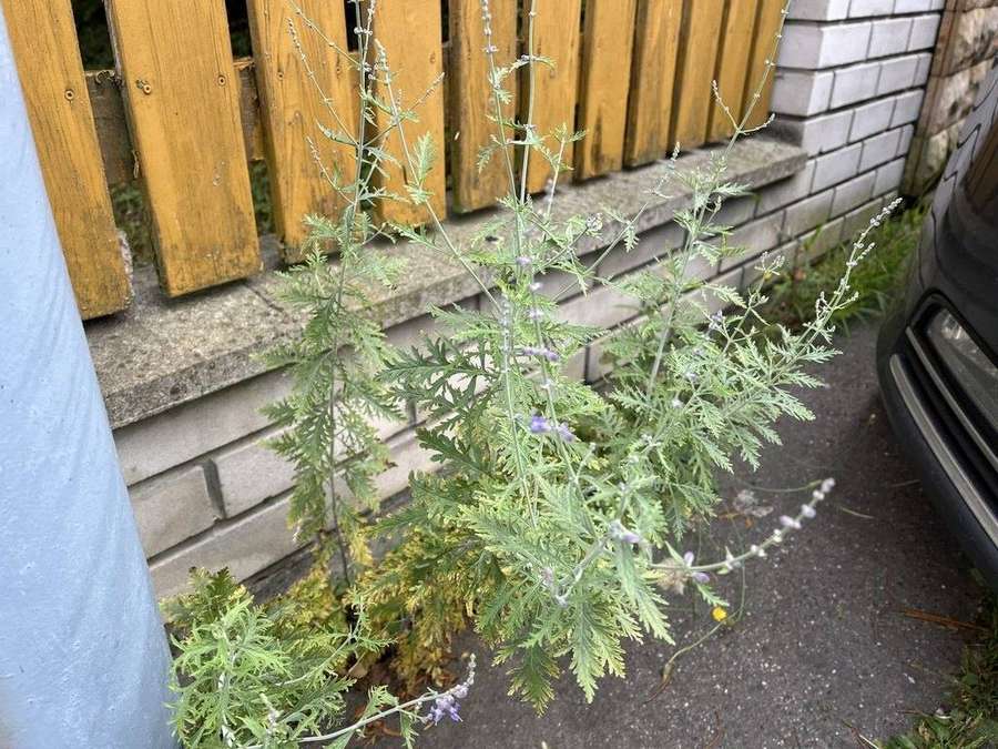 Russian Sage in flower