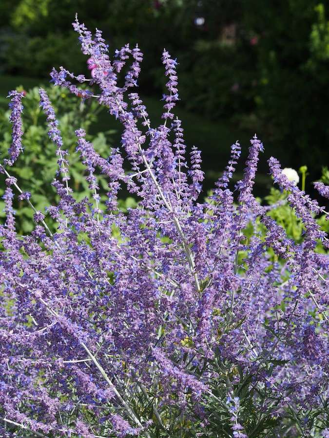 Russian Sage (Salvia yangii)