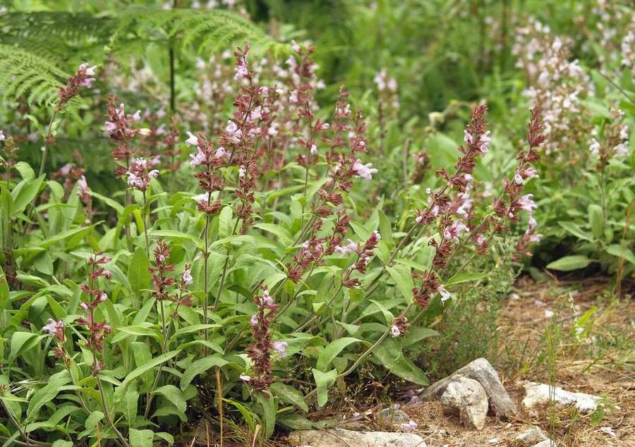 Sage in flower