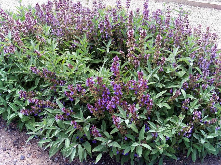 Sage (Salvia officinalis)
