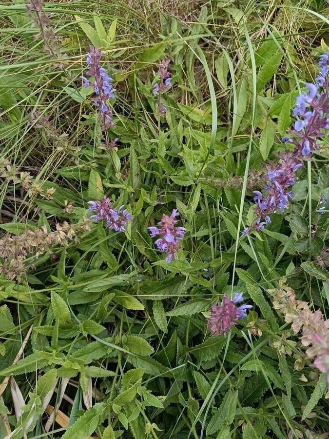 Salvia in flower
