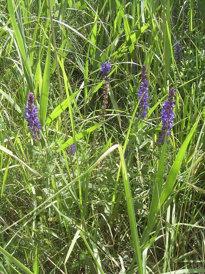 Salvia (Salvia nemorosa)